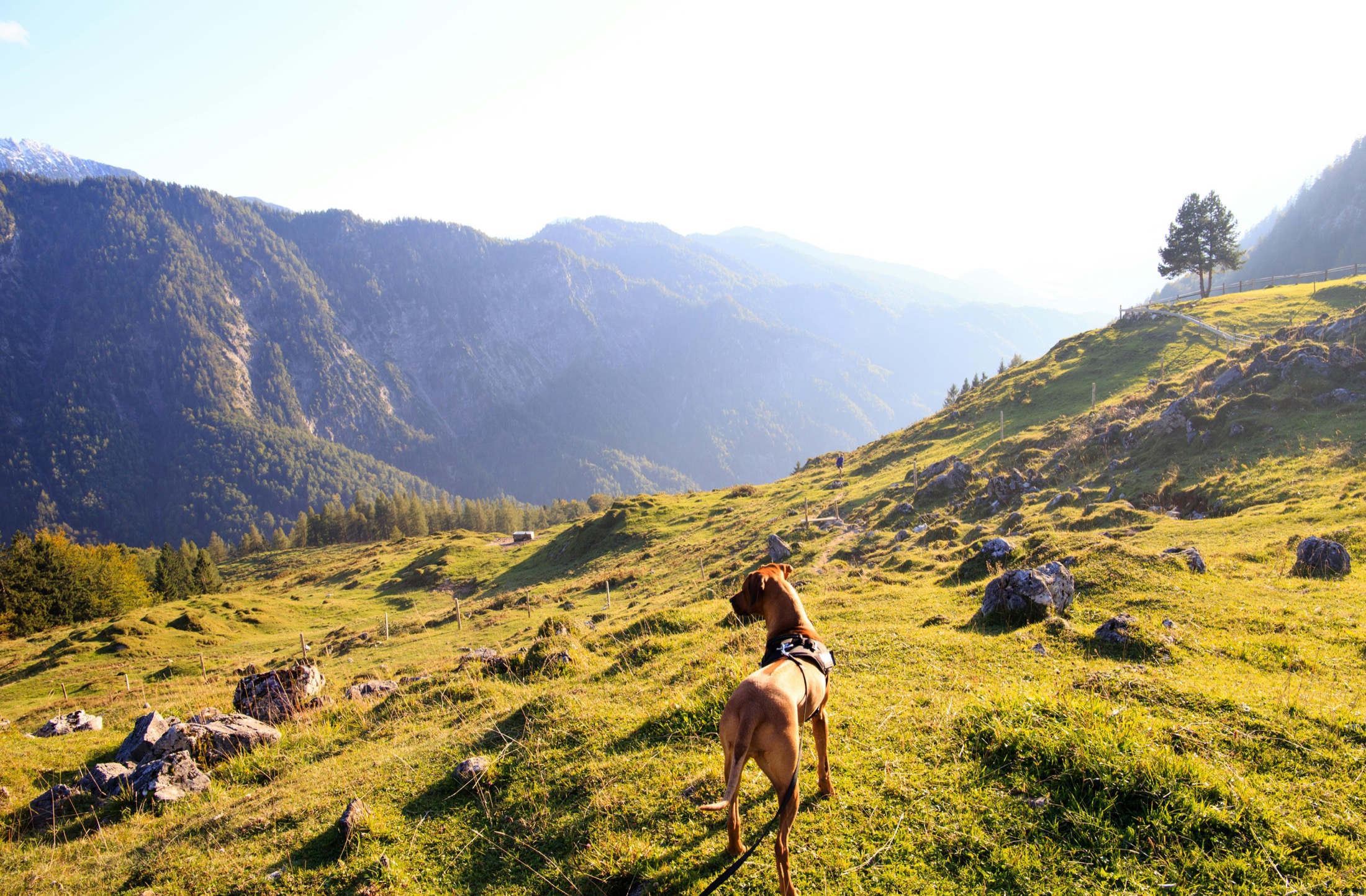Person walking with a dog in a mountain setting