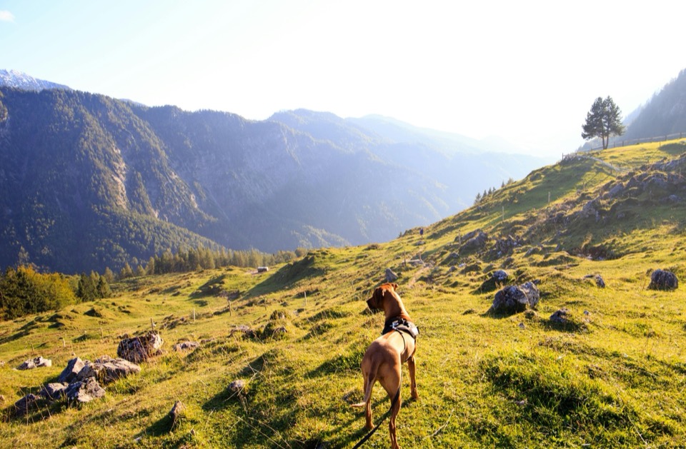 Person walking with a dog in a mountain setting